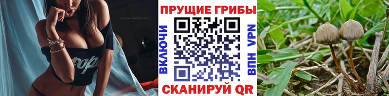 купить   Ершов  Псилоцибиновые грибы мицелий 